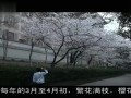 武汉好游景点-武大樱花