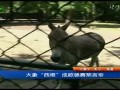 欧洲杯-波兰推出大象“西塔”预言2012欧洲杯-20120522